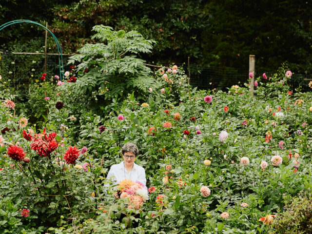 Frances Palmer harvesting dahlia blooms from her garden