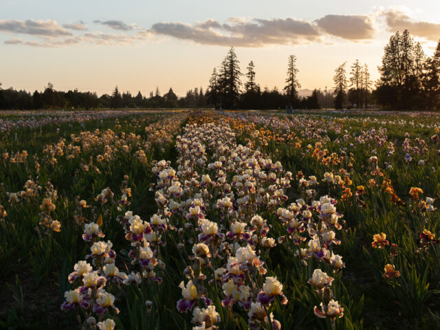 Irises blooming in the field at golden hour at Schreiner's
