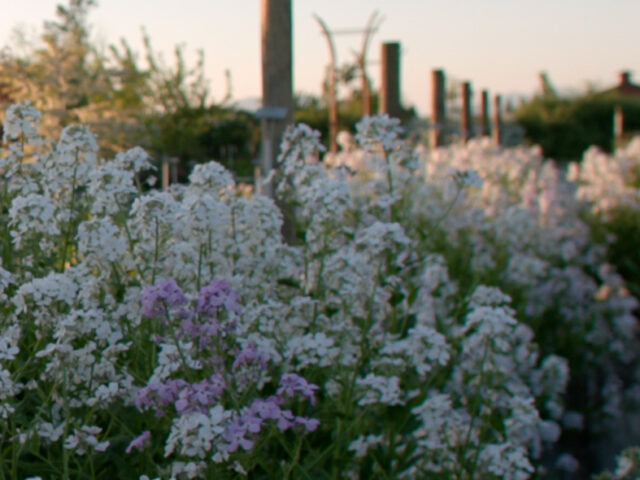 White and purple phlox blooms in the cutting garden at Floret