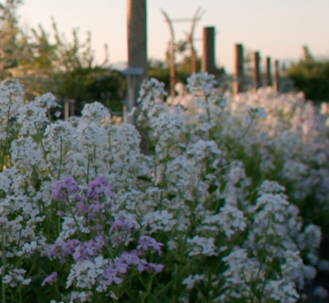 White and purple phlox blooms in the cutting garden at Floret