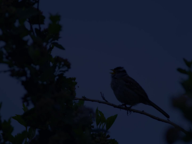 A sparrow sitting on a branch at dawn