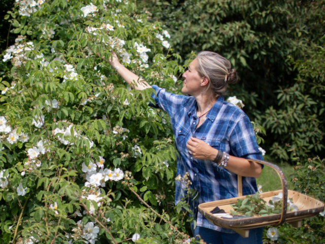 Erin Benzakein taking cuttings off of an old rose