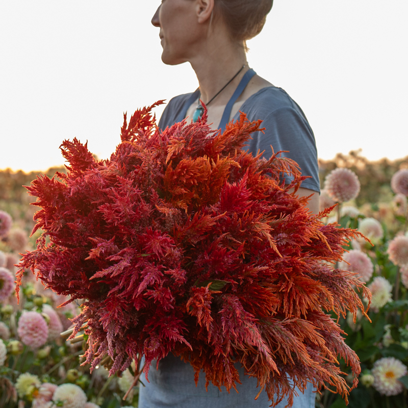 Floret-celosia-glowing-embers-3_0b797f97-d51c-41f9-a0a3-2126d74fb091