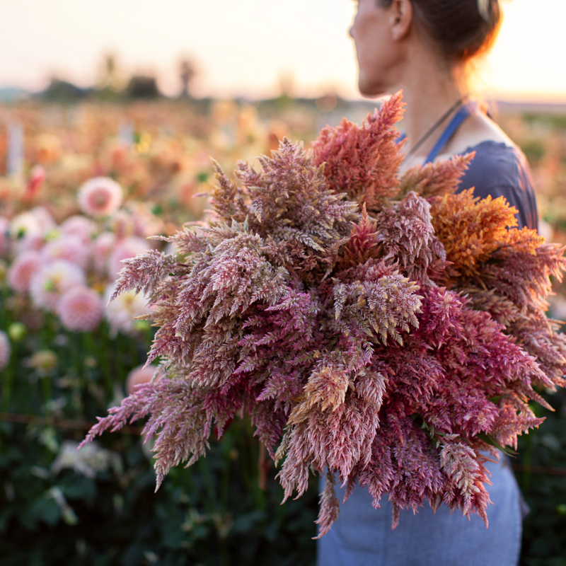 Floret-celosia-rose-gold-1