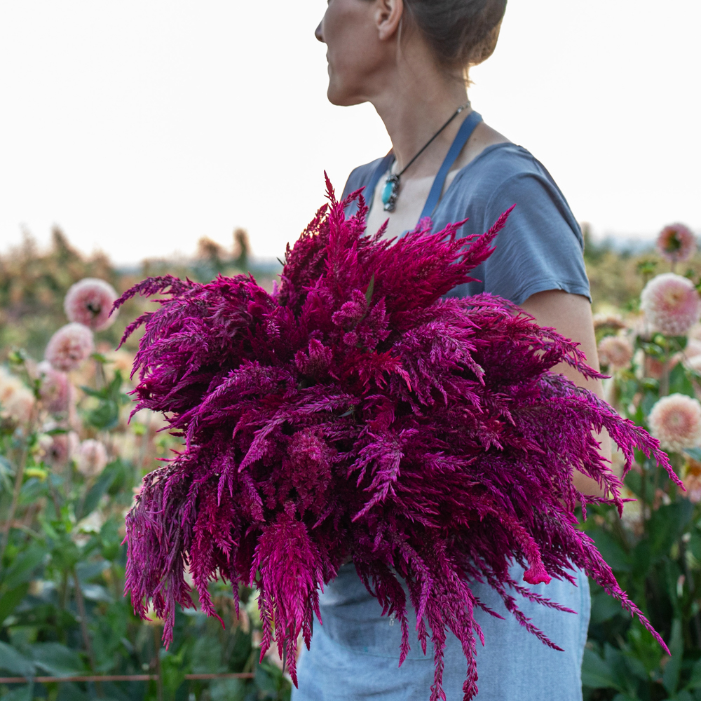Floret-celosia-sangria-mix-9