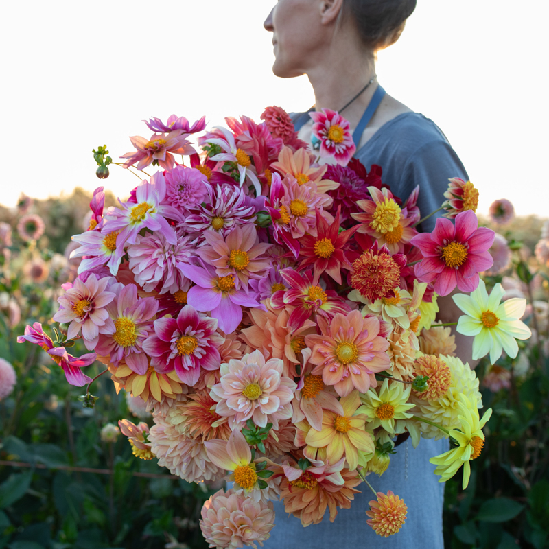 Floret-dahlia-bees-choice-8