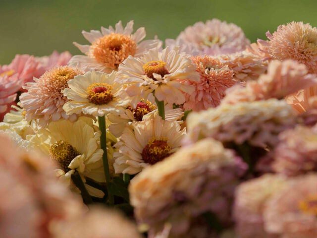 A close up of zinnia blooms from the Floret breeding program