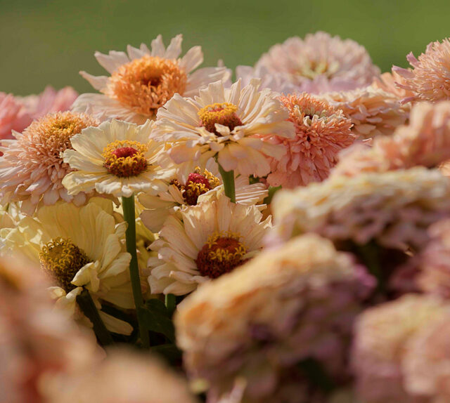 A close up of zinnia blooms from the Floret breeding program