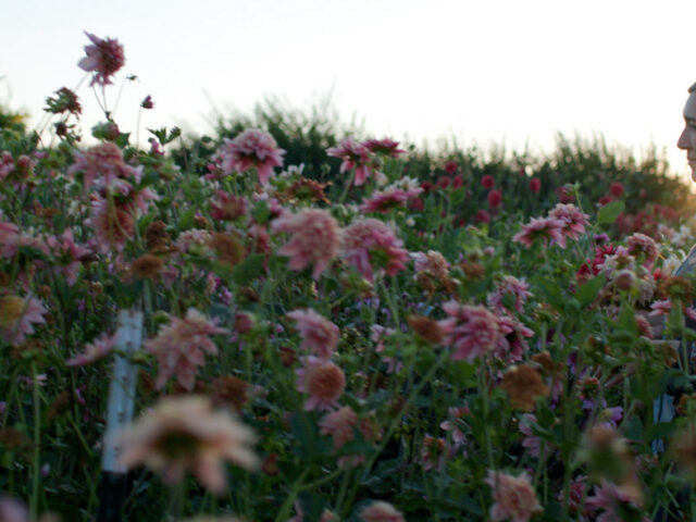 Erin Benzakein in the dahlia patch at the Floret
