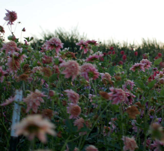 Erin Benzakein in the dahlia patch at the Floret