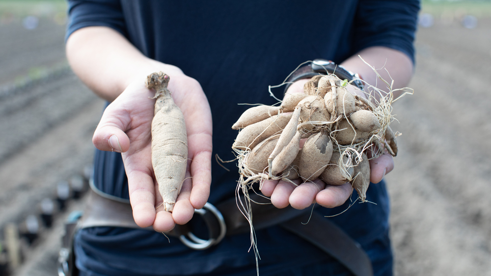 Erin Benzakein holding dahlia tubers