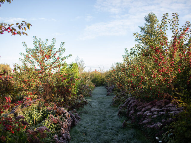 Crabapple trees laden with fruit and frost covered blooms in the cutting garden at Floret