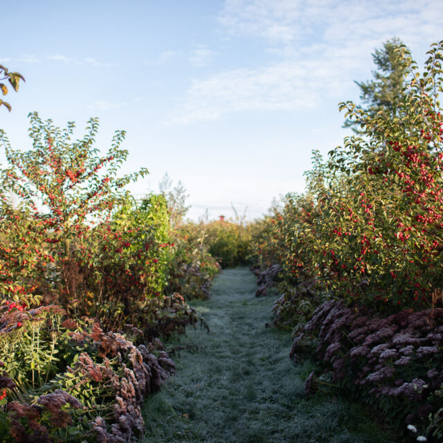 Crabapple trees laden with fruit and frost covered blooms in the cutting garden at Floret