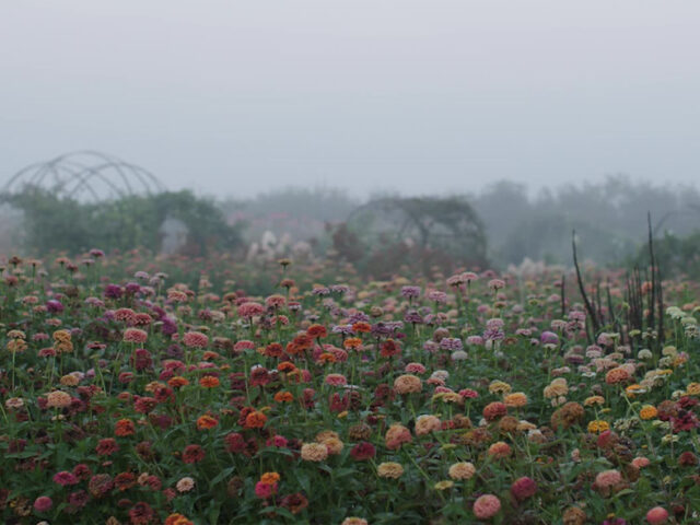 Zinnias growing in the field at Floret on a grey, misty day