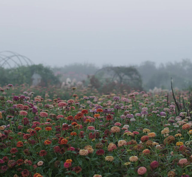 Zinnias growing in the field at Floret on a grey, misty day