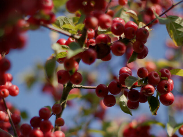 A close up of fruit on a crabapple tree