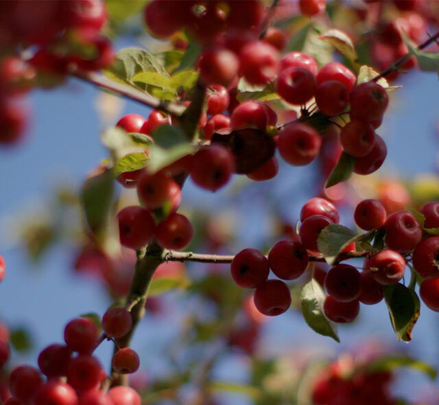 A close up of fruit on a crabapple tree