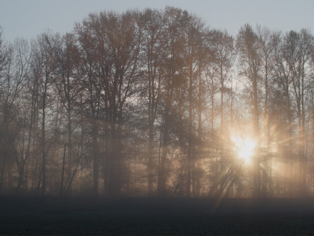 Sunrise over the misty banks of the Skagit River