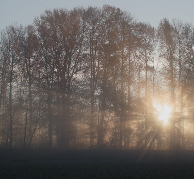 Sunrise over the misty banks of the Skagit River