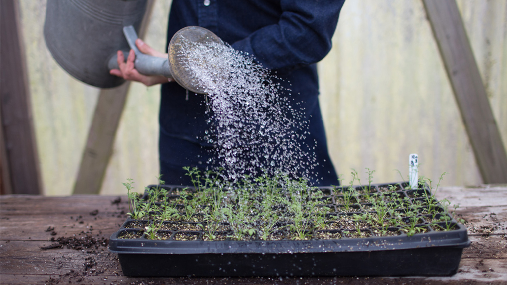 Erin Benzakein watering seedlings in a seed-starting tray