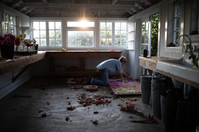 Erin Benzakein creating a flatlay with collarette dahlia blooms in the Studio at Floret.