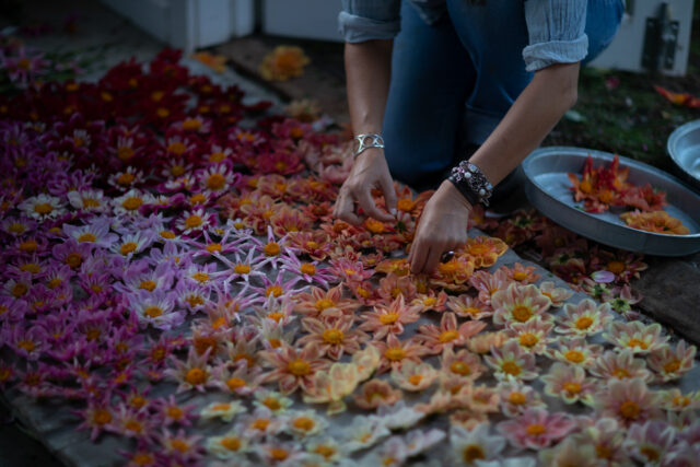Close up of Erin Benzakein creating a flatlay with collarette and orchette dahlia blooms.