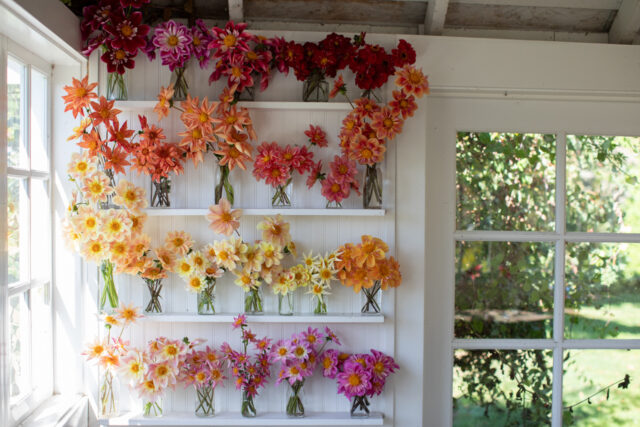 Bunches of collarette dahlia blooms arranged on shelves in the Studio at Floret.