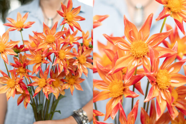 Left: A handful of Dahlia ‘Mayberry's Orange Orchette’; Right: A close up of Dahlia ‘Mayberry's Orange Orchette’.