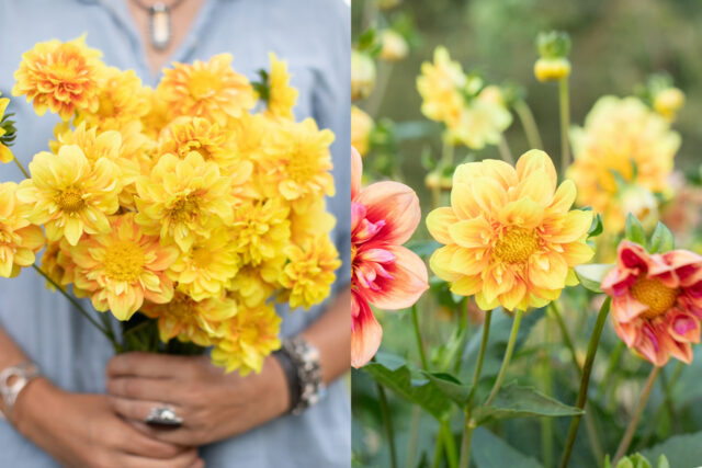 Left: A handful of Dahlia ‘Coseytown Honey Pot’; Right: A close up of Dahlia ‘Coseytown Honey Pot’.