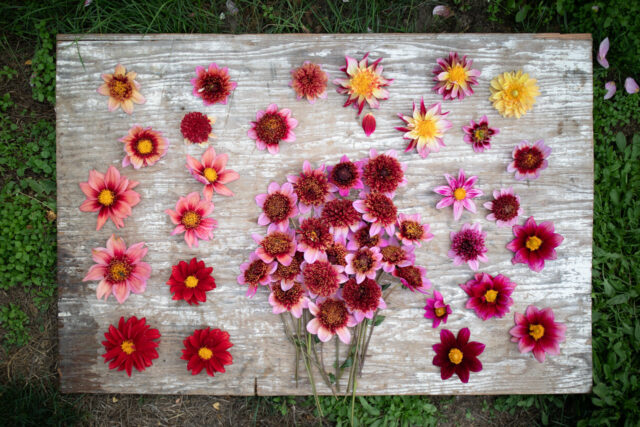 An overhead of Dahlia ‘The Phantom’ and its offspring.