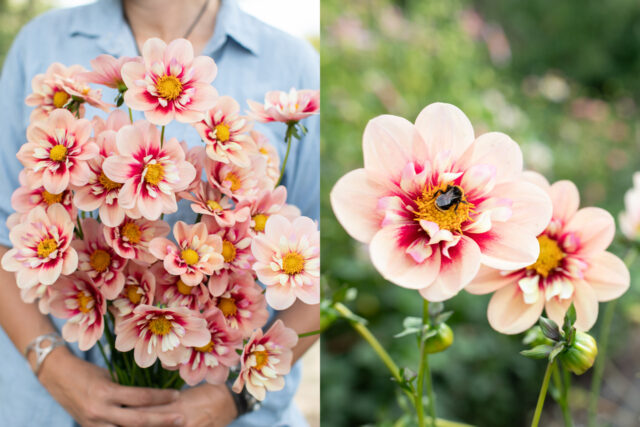 Left: A handful of Dahlia ‘Rhubarb and Custard’; Right: A close up of Dahlia ‘Rhubarb and Custard’.