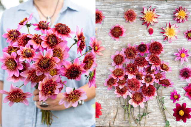 Left: A handful of Dahlia ‘The Phantom’; Right: An overhead of Dahlia ‘The Phantom’.