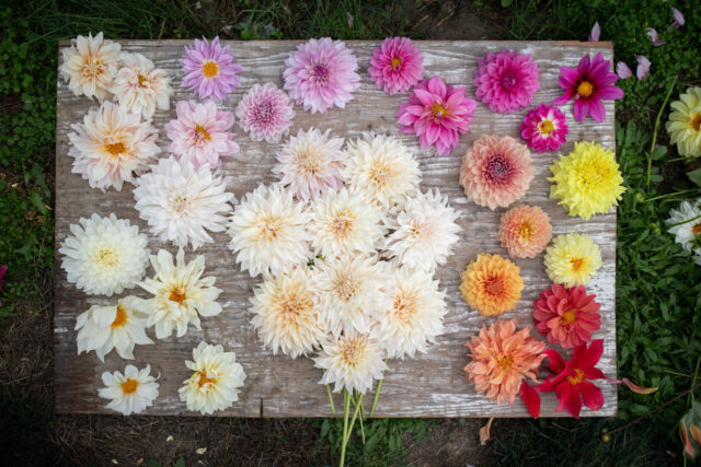 An overhead of Dahlia ‘Cafe au Lait’.