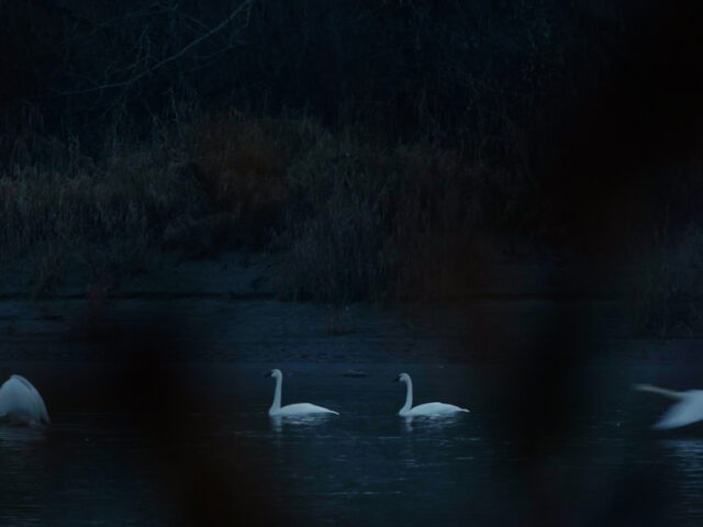 Trumpeter swans in the Skagit River