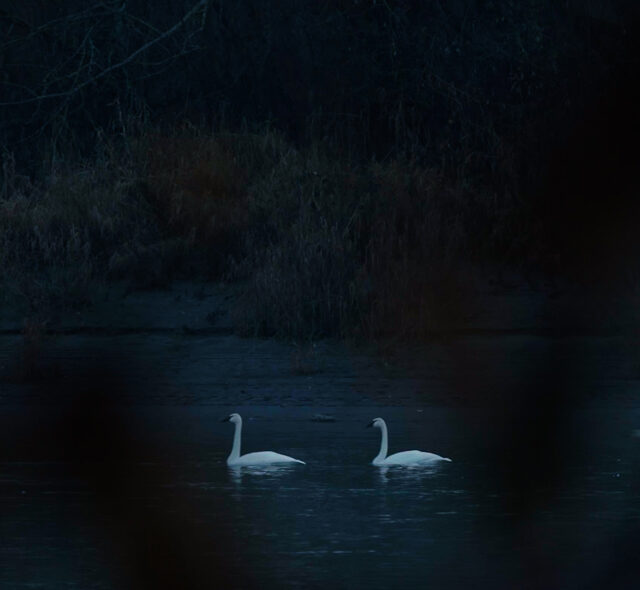 Trumpeter swans in the Skagit River