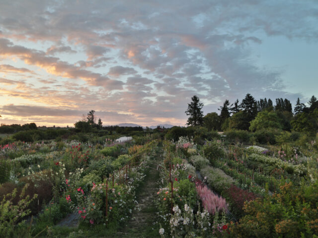 The cutting garden at Floret at golden hour.