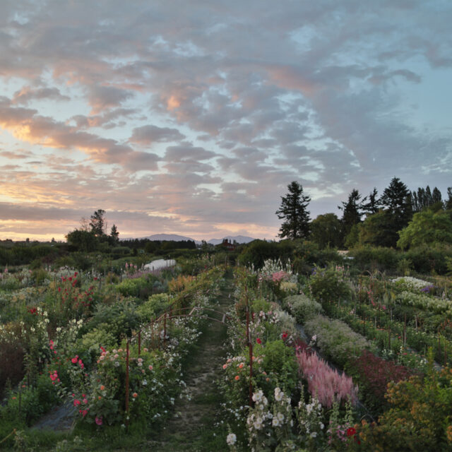 The cutting garden at Floret at golden hour.