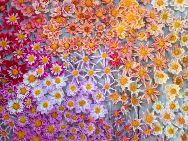 An overhead of collarette and orchette dahlia blooms.
