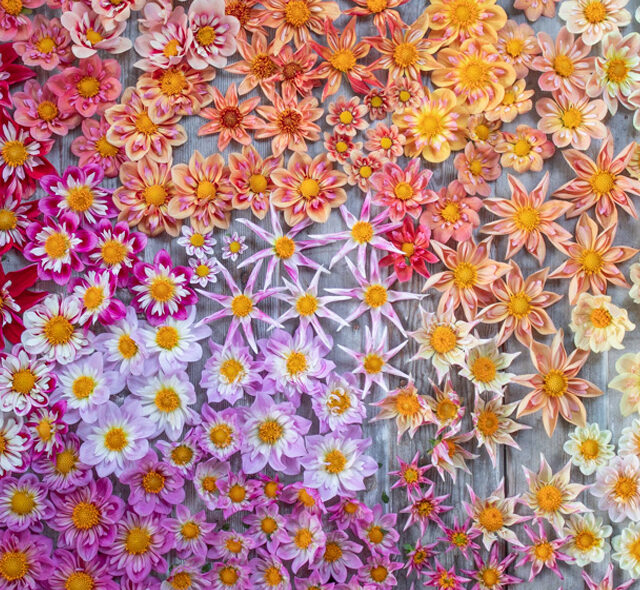 An overhead of collarette and orchette dahlia blooms.