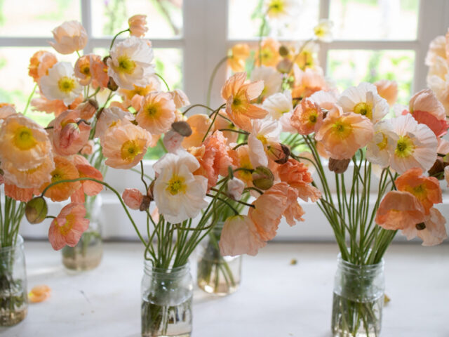 Bunches of Iceland poppies in pastel shades arranged in glass jars.