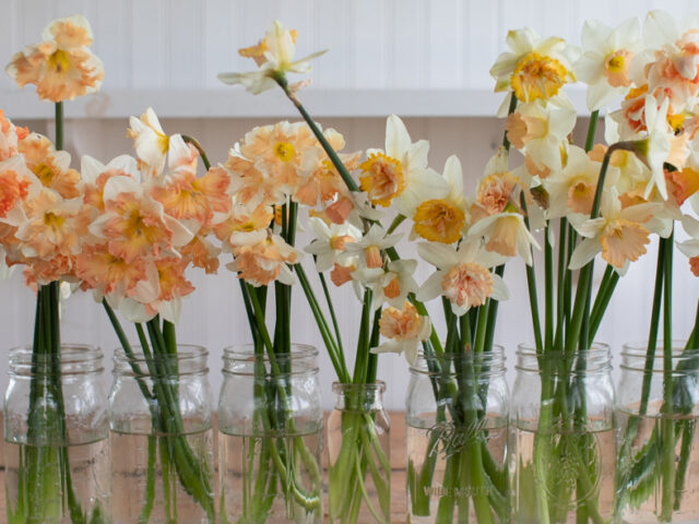 A line of narcissus blooms arranged in canning jars.