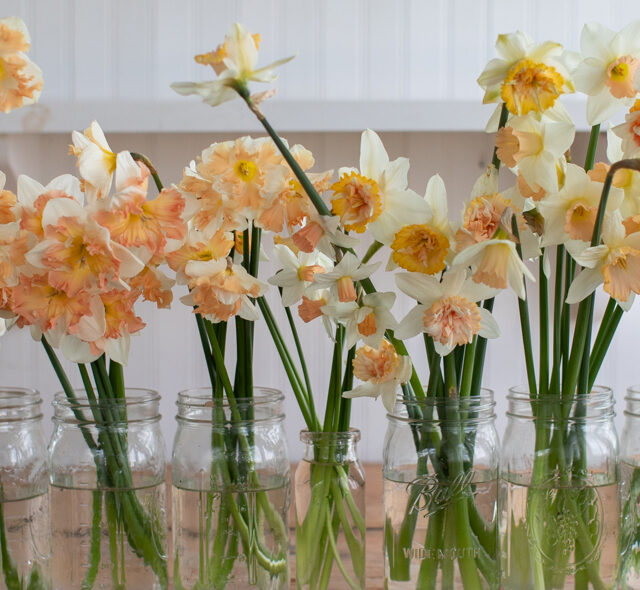 A line of narcissus blooms arranged in canning jars.