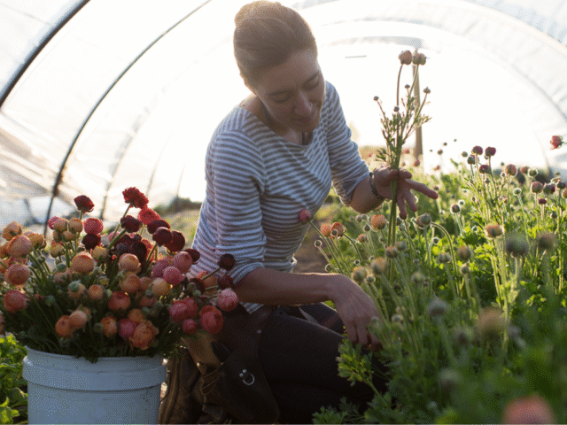 Erin Benzakein harvesting ranunculus blooms in a hoop house at Floret.