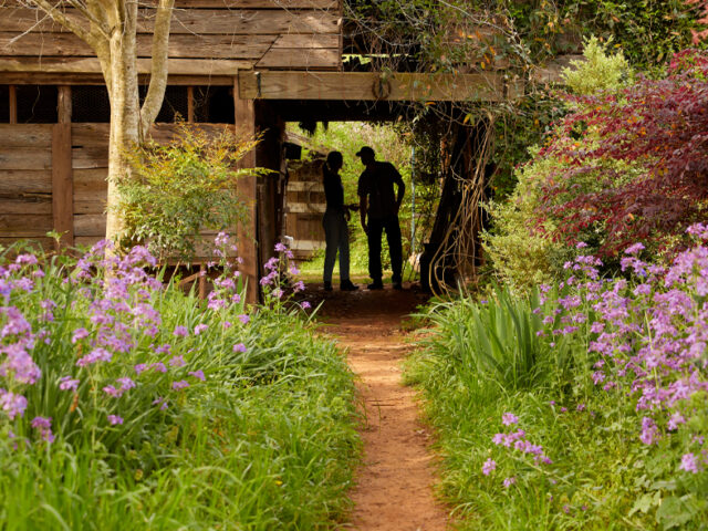 Purple Dame's Rocket growing at 3 Porch Farm with Mandy & Steve O'Shea standing in the distance.