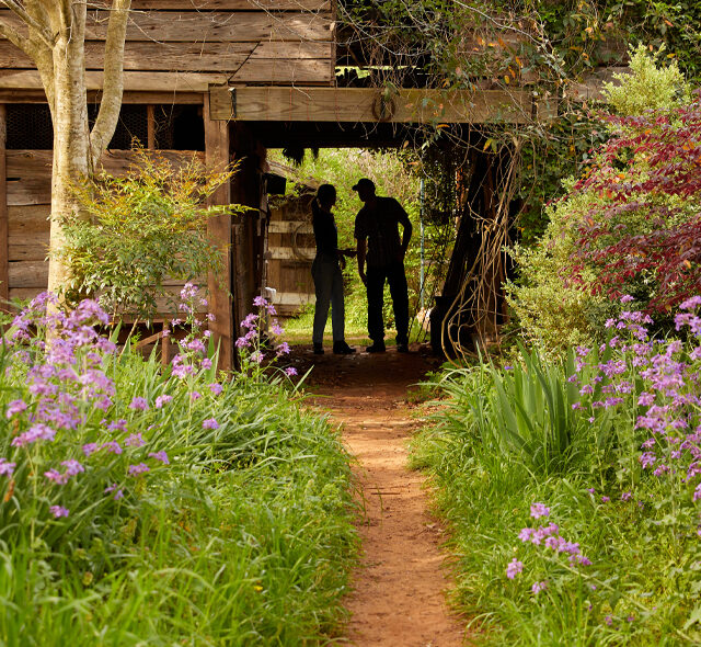 Purple Dame's Rocket growing at 3 Porch Farm with Mandy & Steve O'Shea standing in the distance.