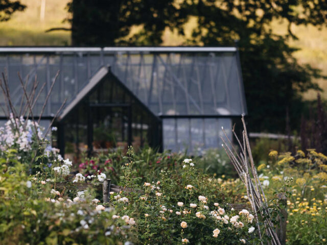 Milli Proust's garden with a greenhouse in the background.