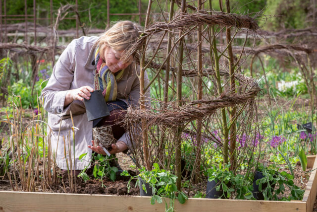 Sarah Raven planting out sweet peas