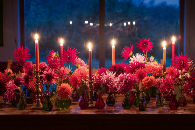 Party table. Dahlia 'Tartan', 'Vancouver', 'Rockcliffe Billy', 'Renato Tosio', 'Downham Royal', 'Black Jack', 'Mambo' and 'Selina'
