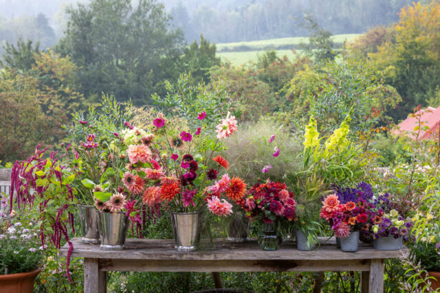 Buckets of cut flowers being conditioned for Chelsea Flower Show including Cobaea scandens, dahlias, Gladiolus 'Evergreen', Cosmos 'Dazzler', Sunflower 'Ruby Eclipse' and Panicum elegans 'Frosted Explosion' syn. Agrostis 'Fibre Optics' syn. Panicum capillare 'Sparkling Fountain'