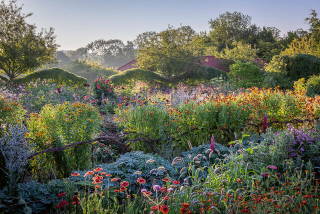Perennial cutting garden at Perch Hill with heleniums, eryngiums, dahlias, gaillardia, Setaria viridis and tagetes